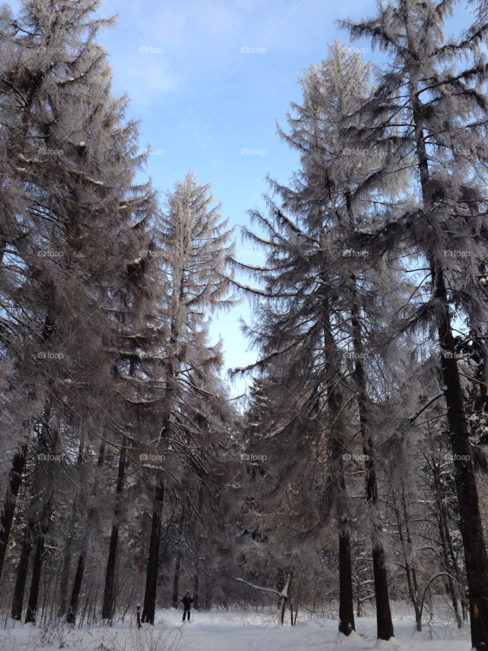 snow winter forest ubileyniy by juulli_ya
