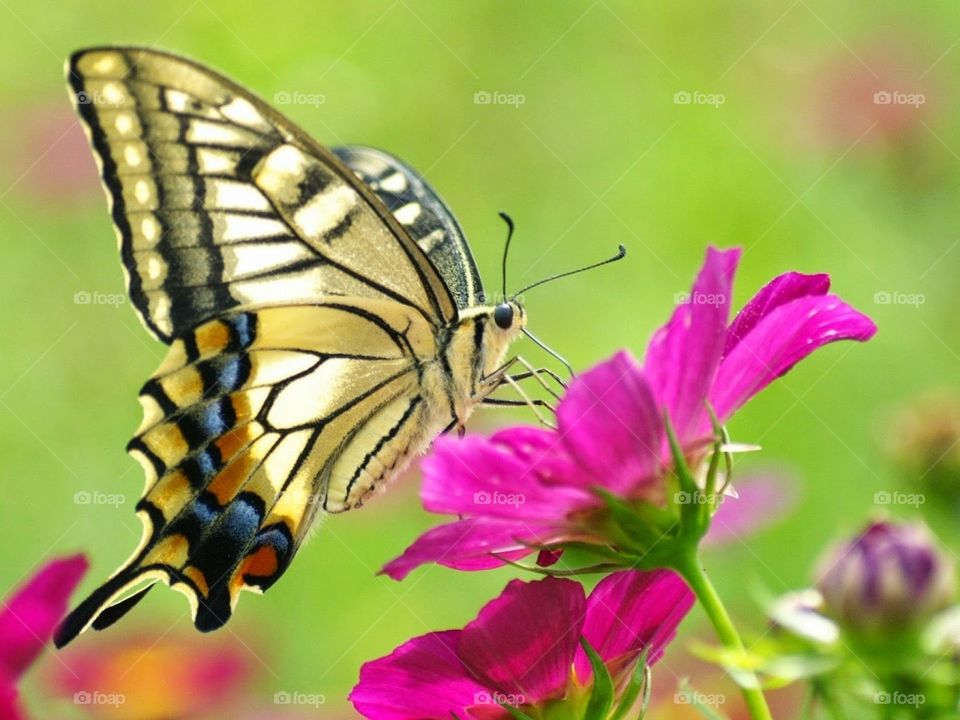Butterfly 😍