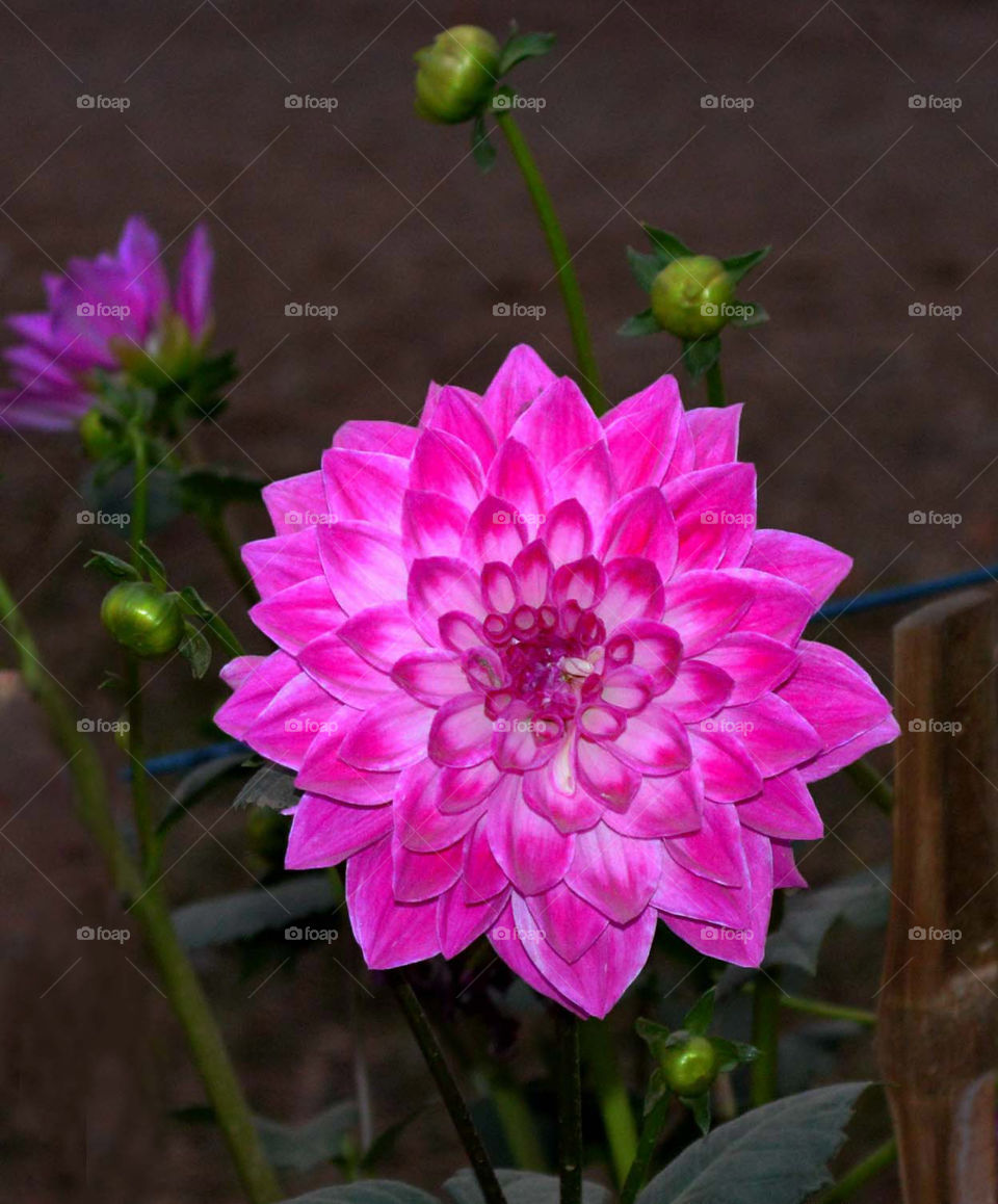 pink dhalia. dhalia