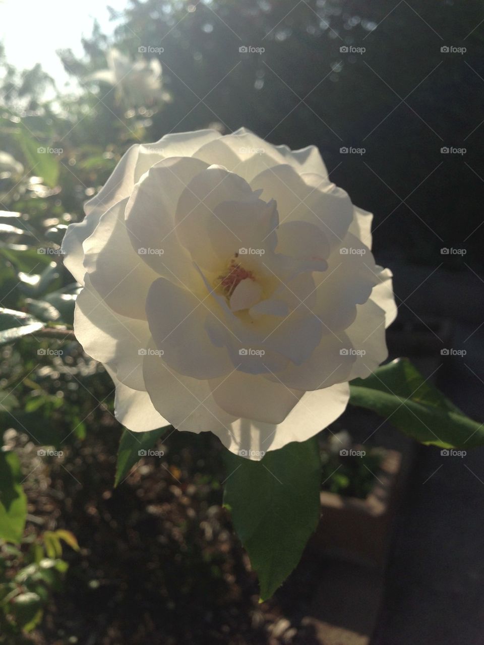 green leaf stem flower. white by itsAus