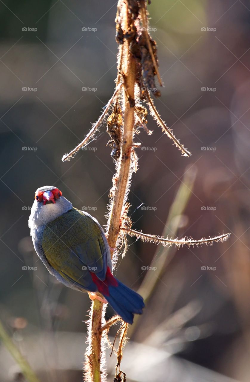 Red Browed Finch on a branch