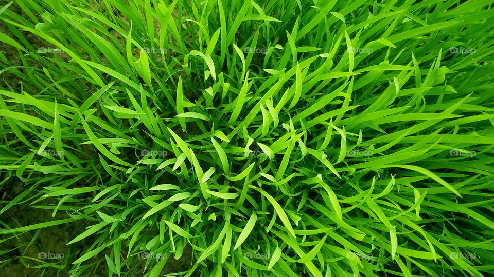 the most beautiful green plants in my farm