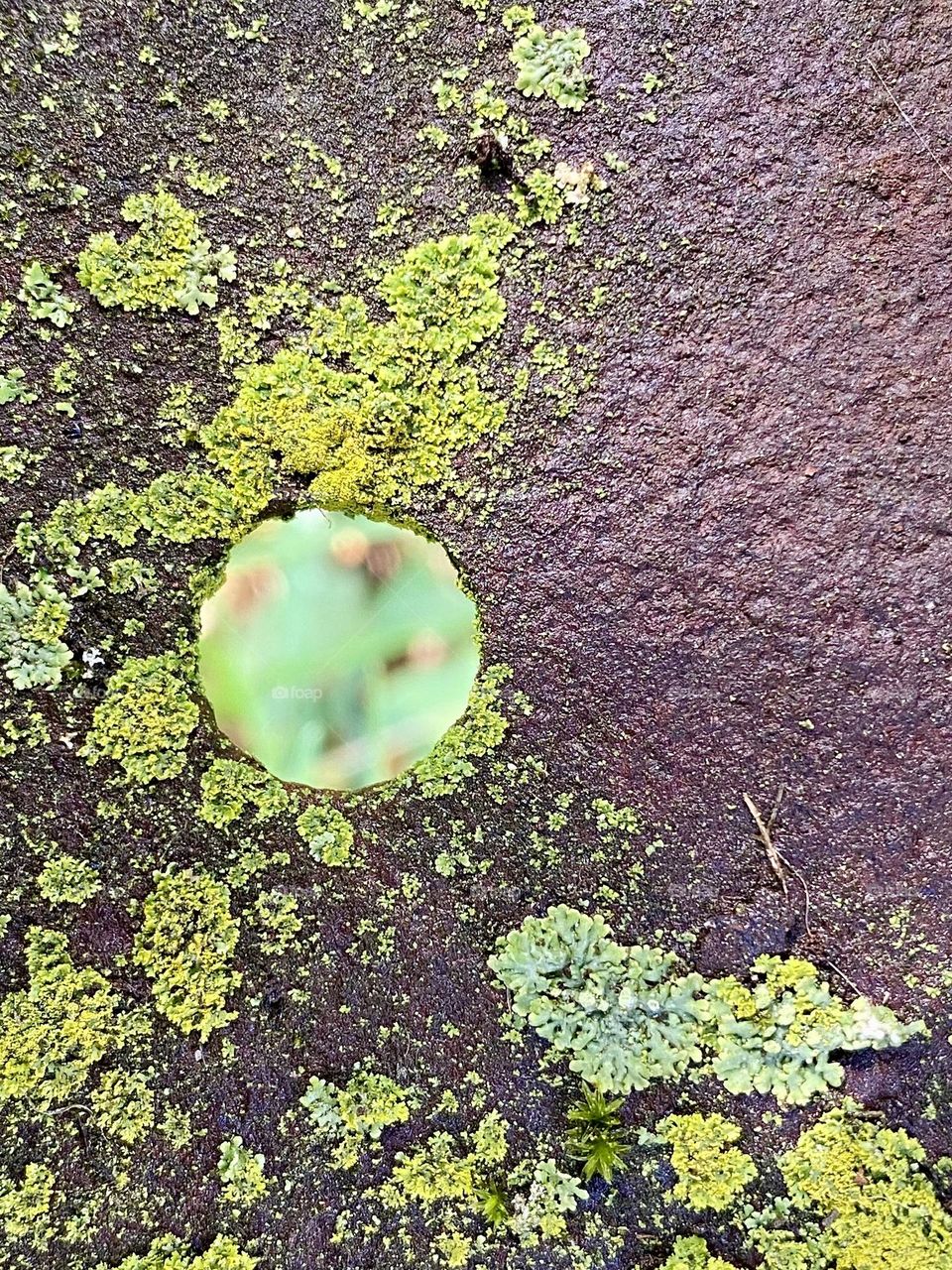A hole and lichen on a piece of rusty metal