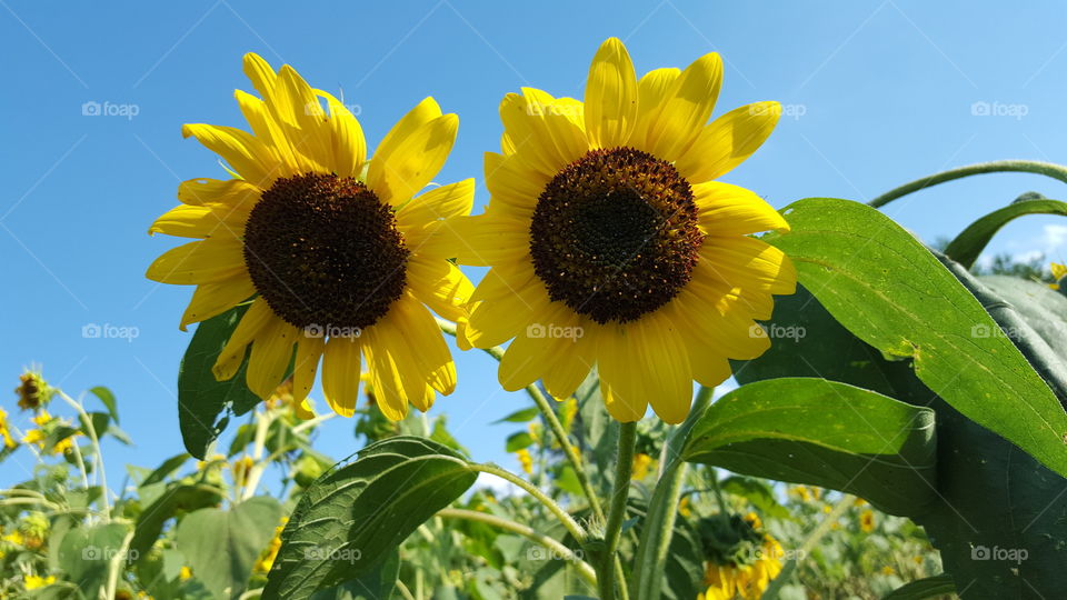 twin sunflowers. like two big brown eyes peaking out with bright yellow lashes