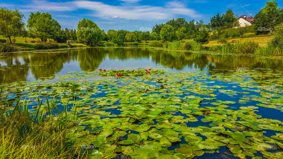 Water lily leaves on a park pond