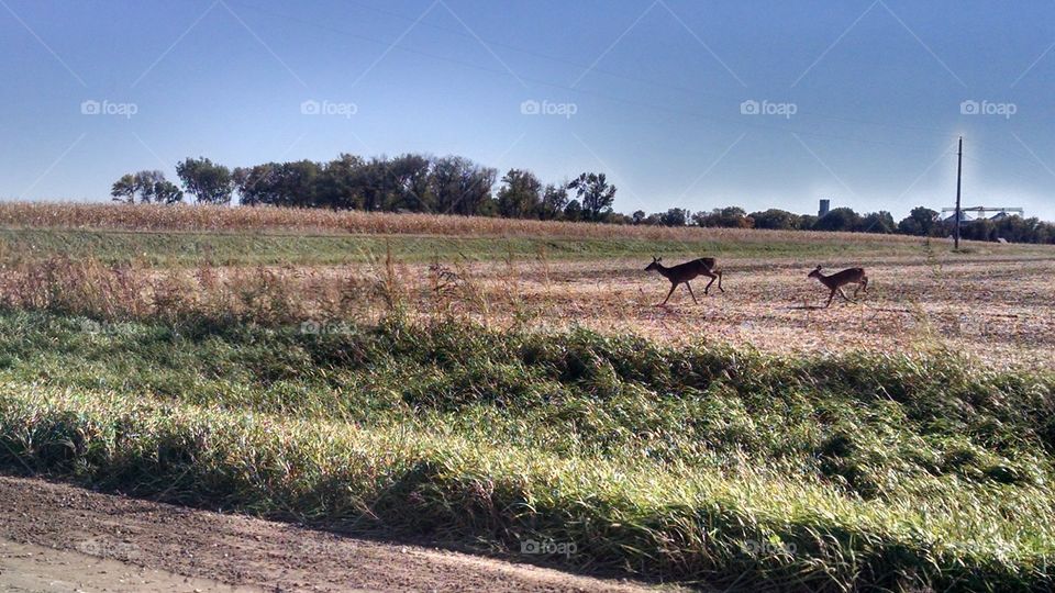 Landscape, No Person, Field, Grass, Hayfield