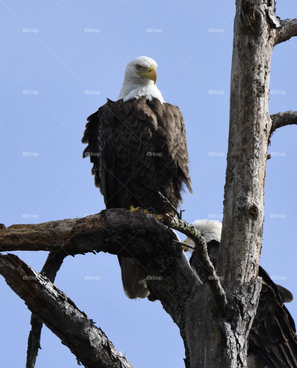 Two bald eagles in a dead tree