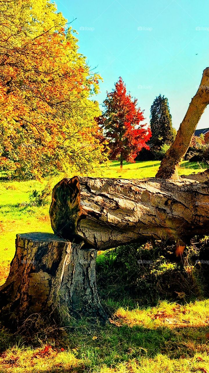 Golden sunlit log in the foreground with autumn colours in the background, bright red tree and golden hued tree with green grass and blue sky