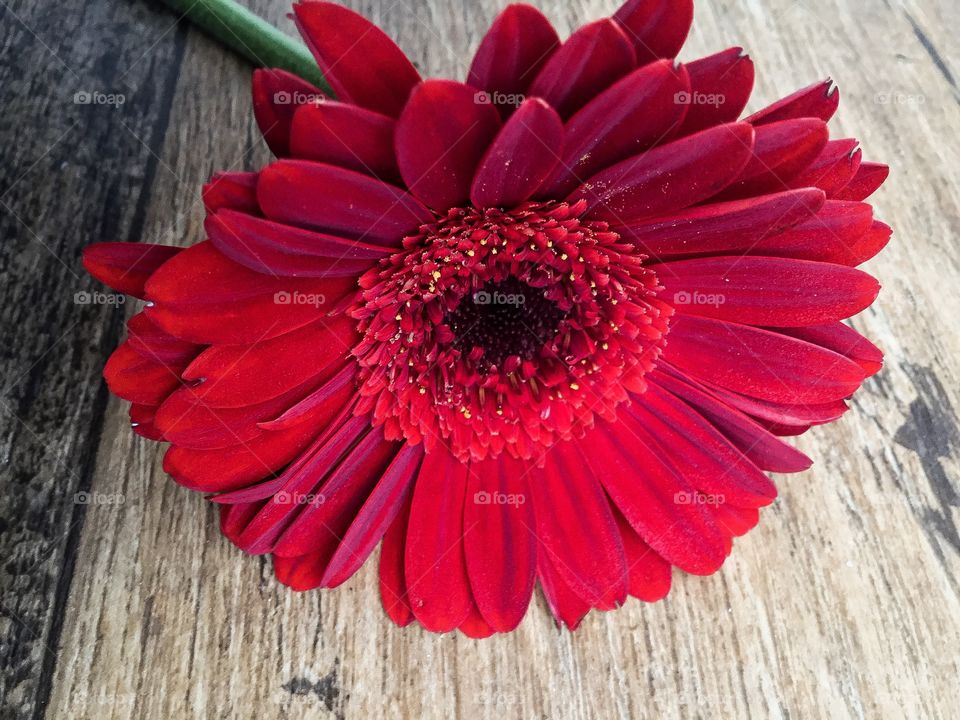 Bright red flower on wood 