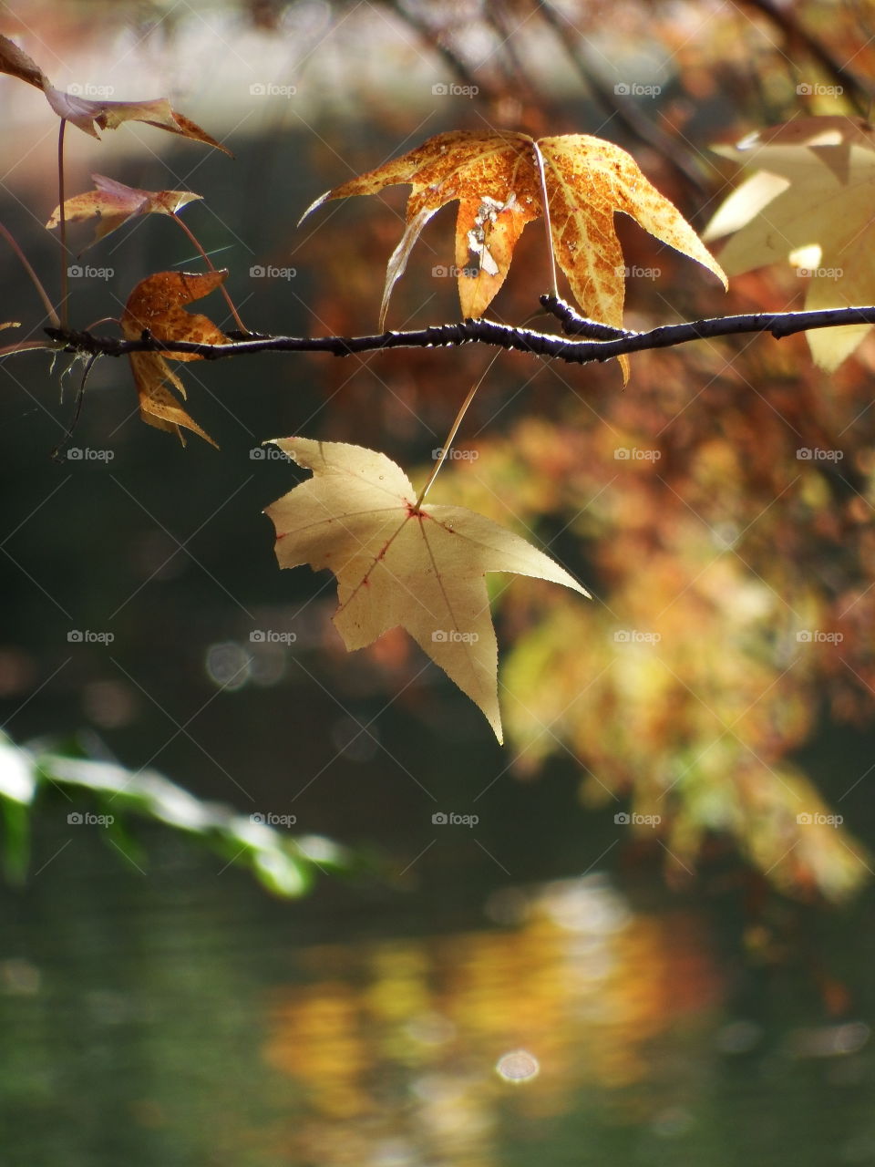 Fall leaves 6. Maple leaves in the sun
