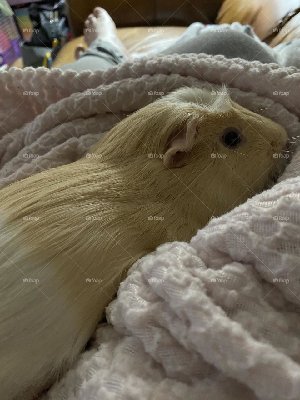 Guinea pig