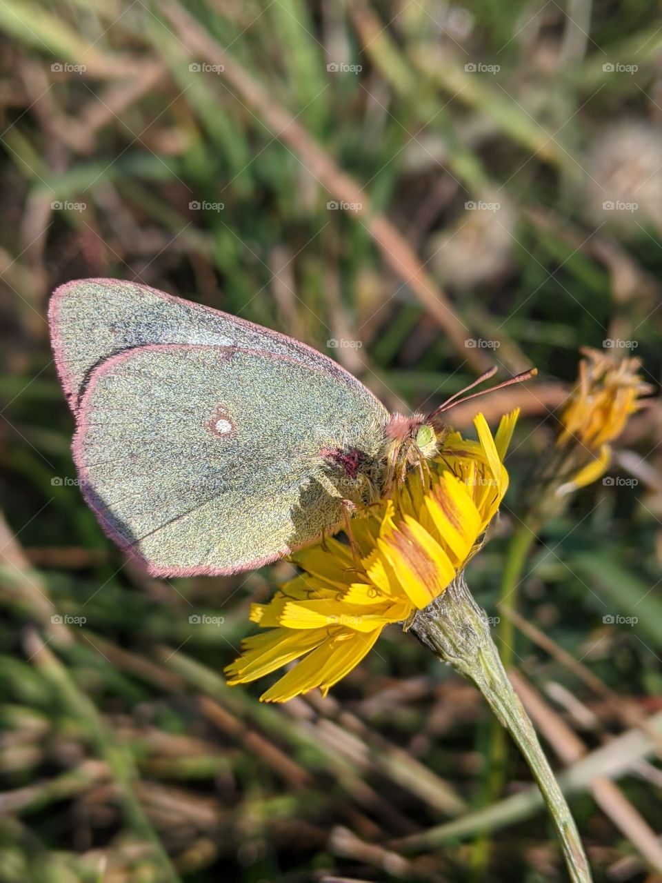 Moth butterfly with big green eyes.