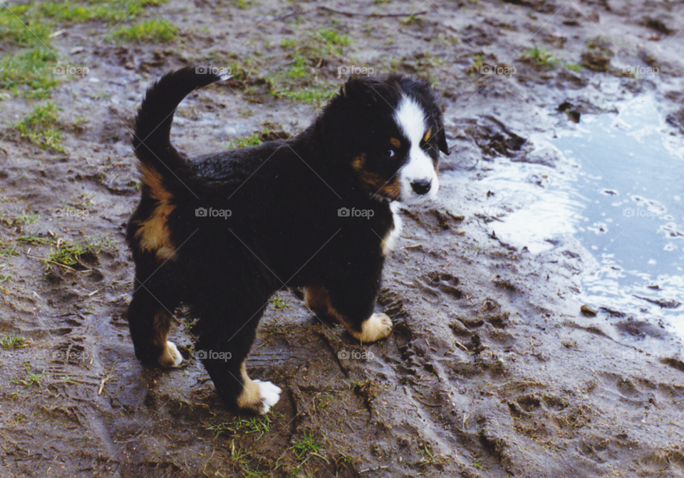 dog animal puppy pet by MagnusPm