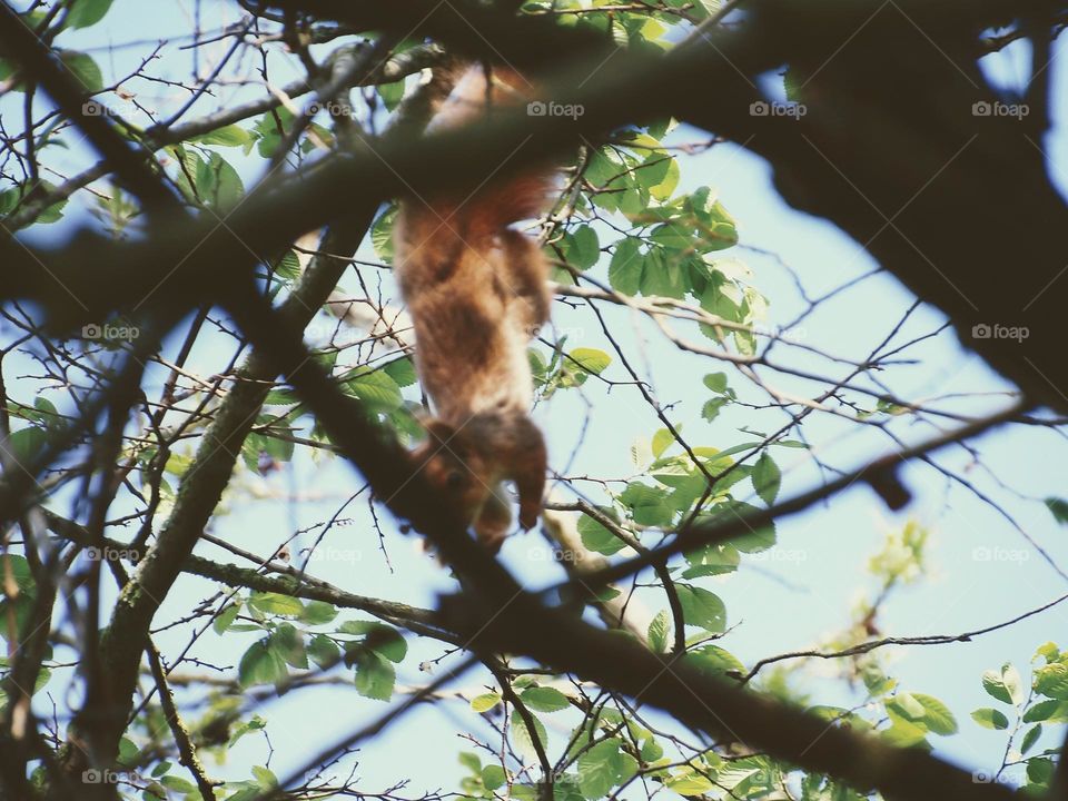 Suspended squirrel in a modena vintage edit ...