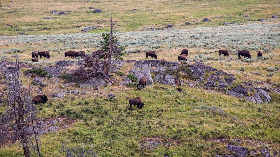 Herd of buffaloes in Lamar Valley