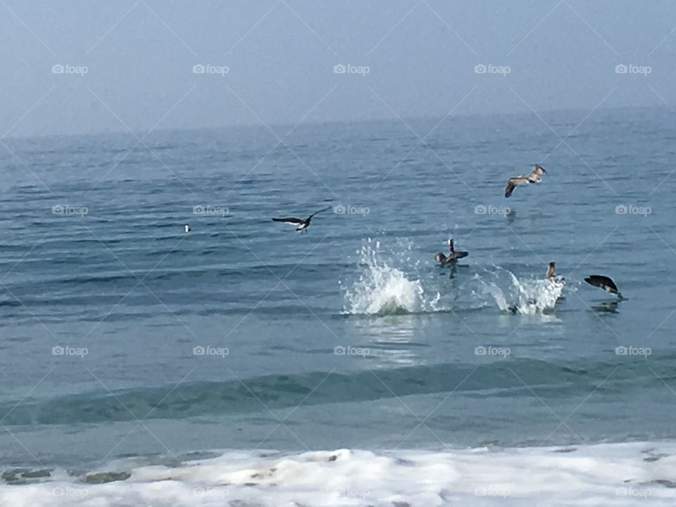 Pelicans At Play