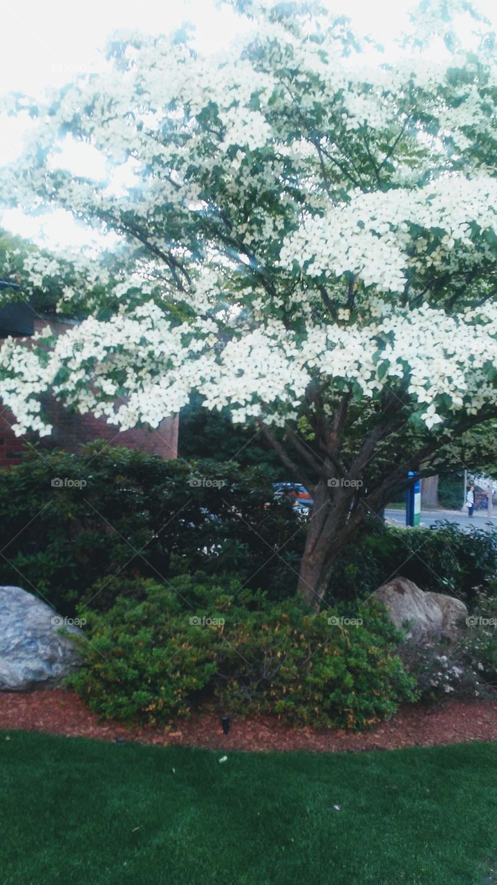 summer time. beauty. fresh bloom