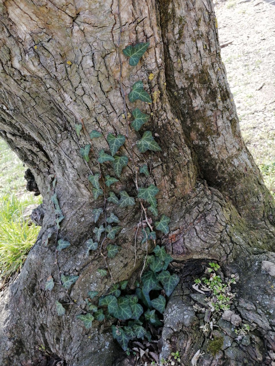 Just a creeper on a tree