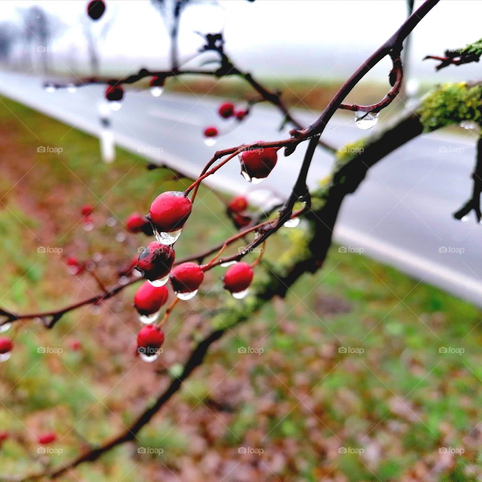 Red berries on a foggy morning