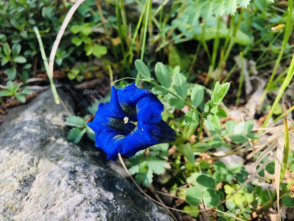 Gentiana verna