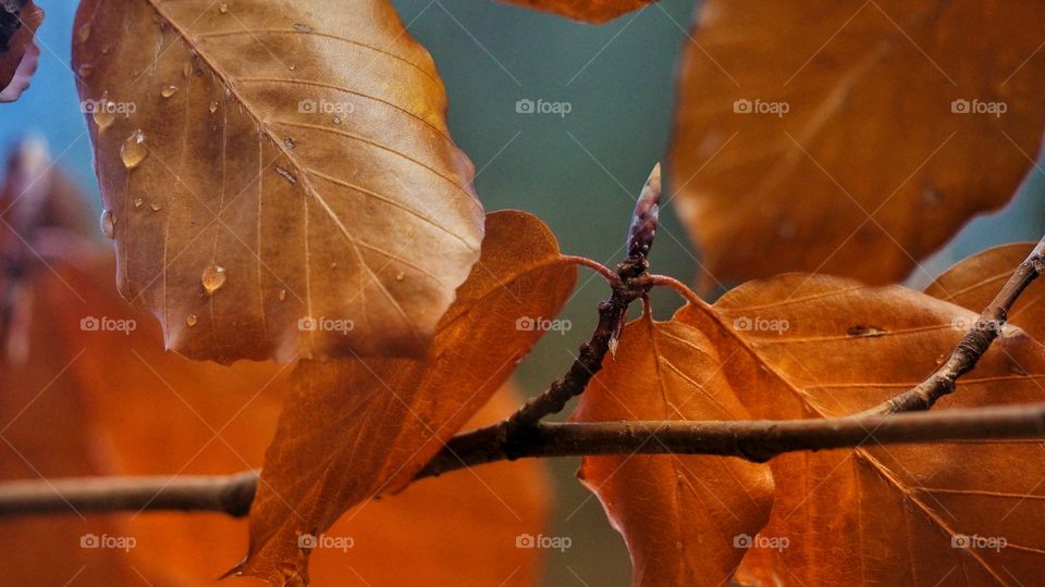 Colores de Otoño
 Autumn colors