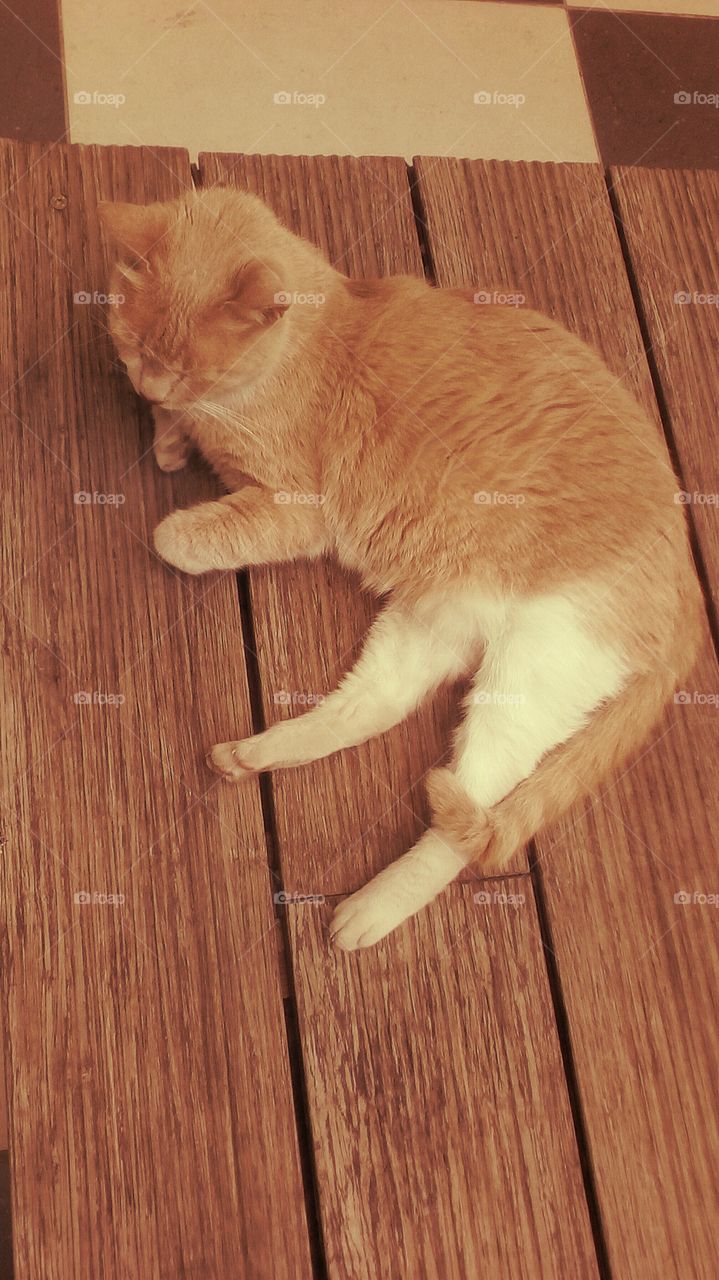 One cute red kitten sleeping