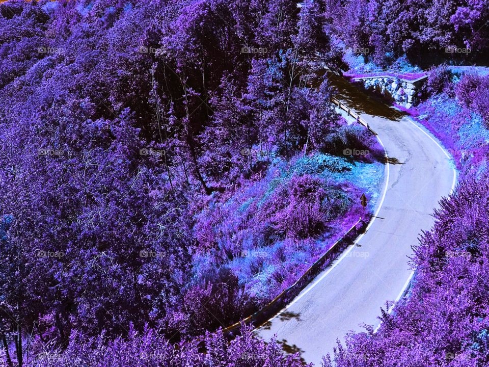 Purple landscape 