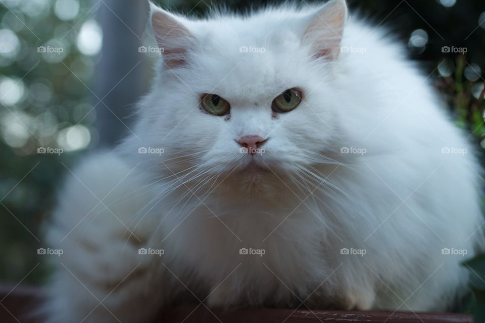 Persian Cat