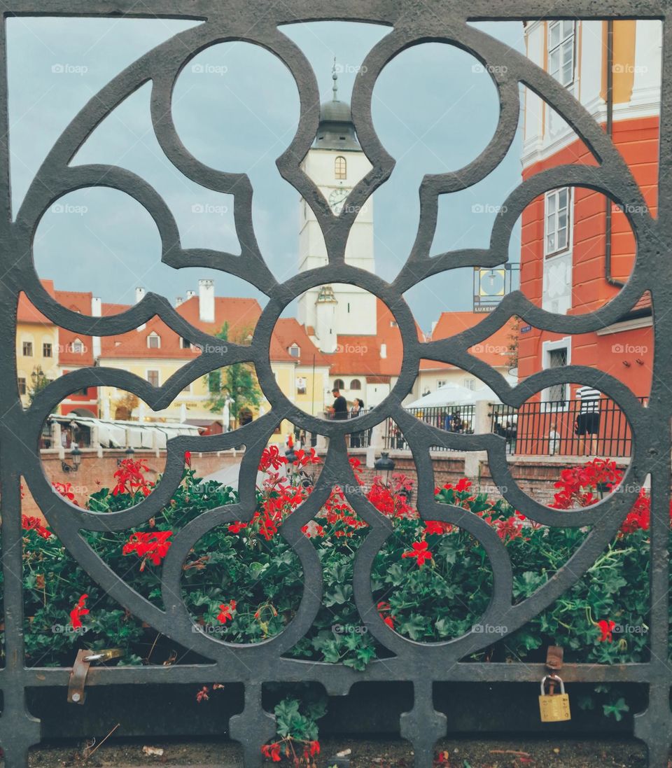 magenta flowers and the advice tower, Sibiu