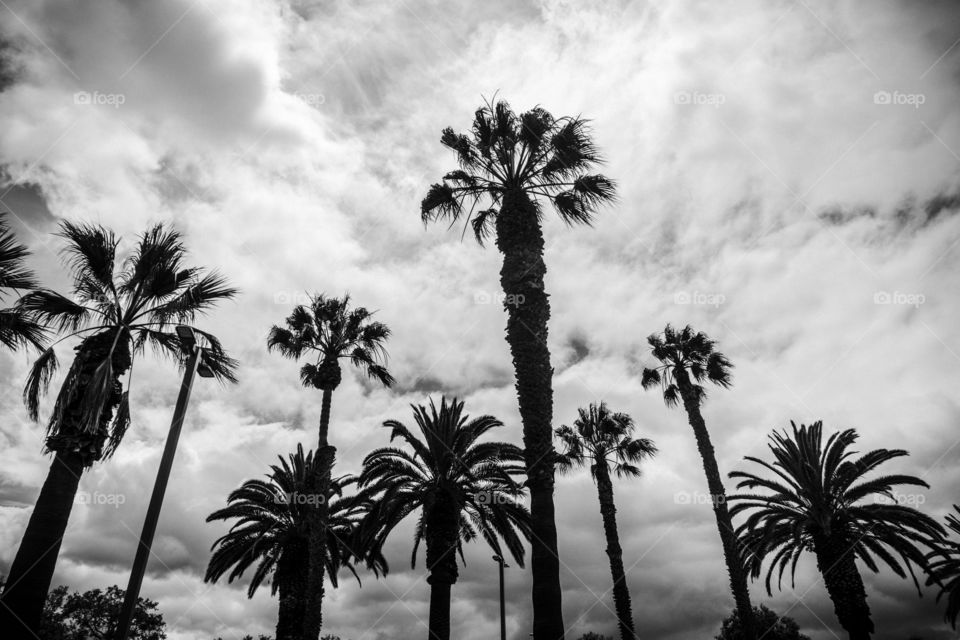 Palms Trees and Moody Clouds
