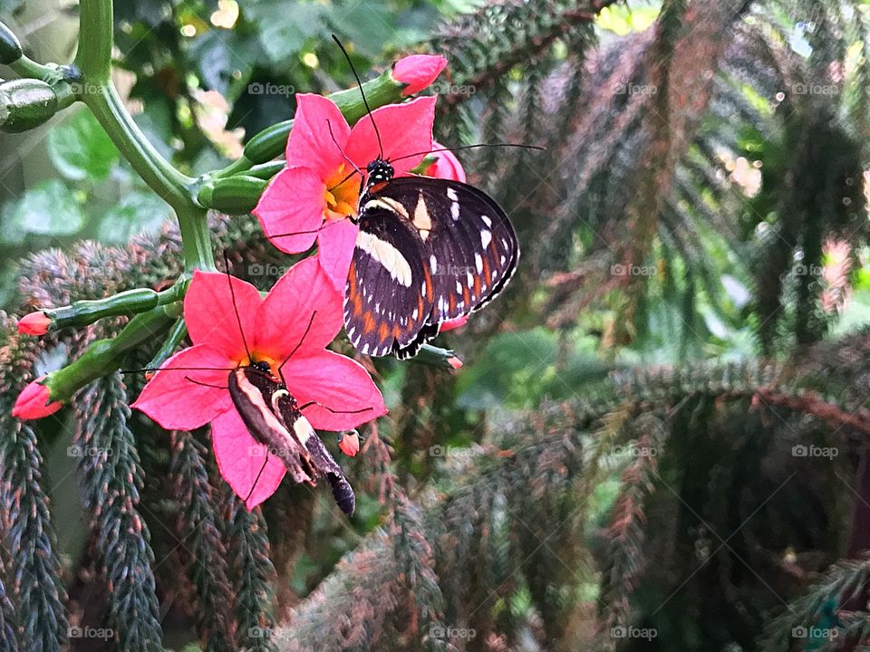 Butterfly 