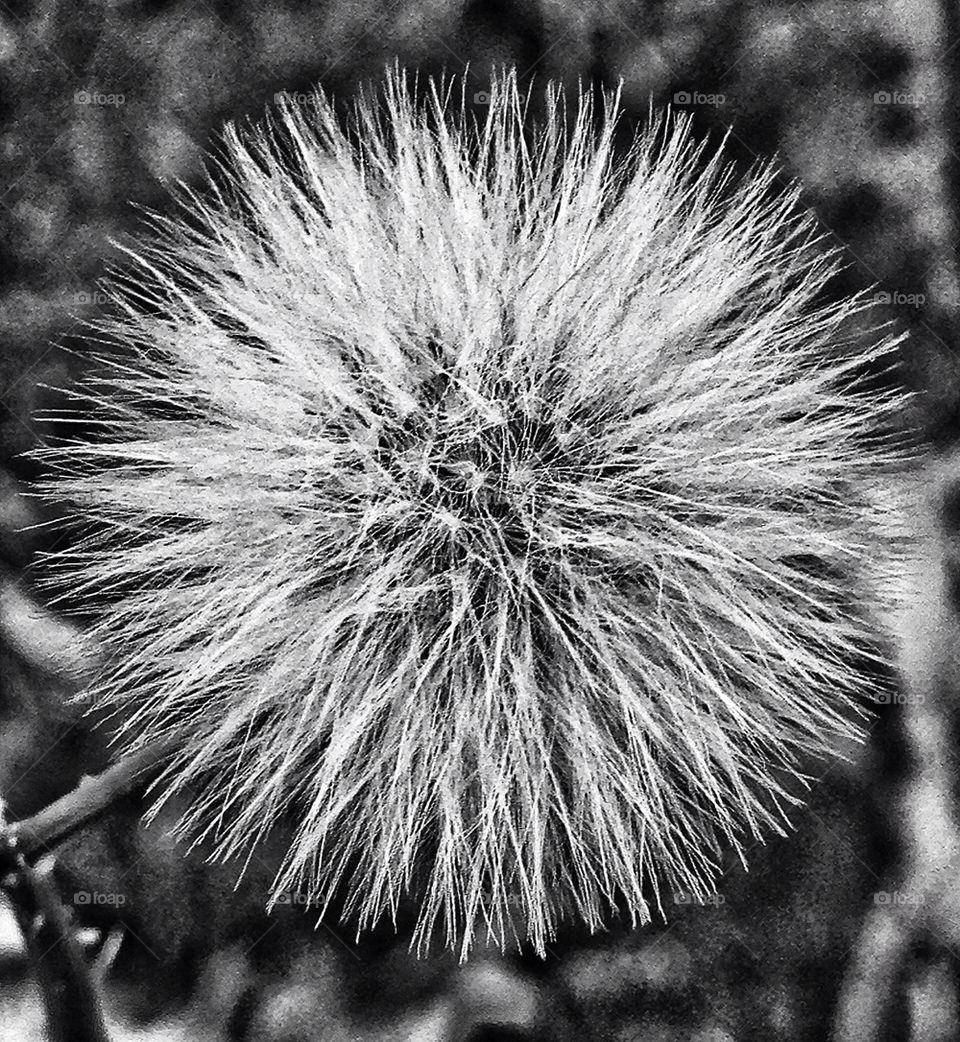 dandelion macro feathers ball by hannahdagogo