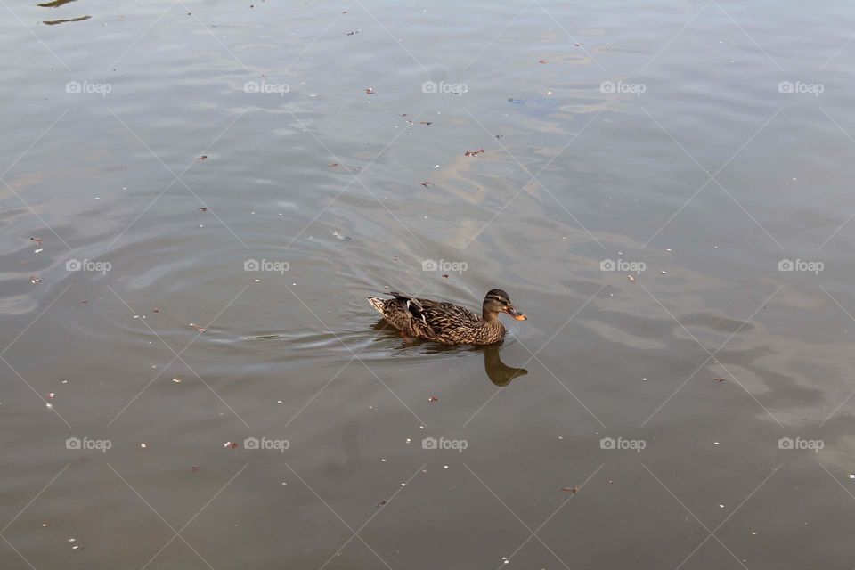 Small duck swimming in a pond.