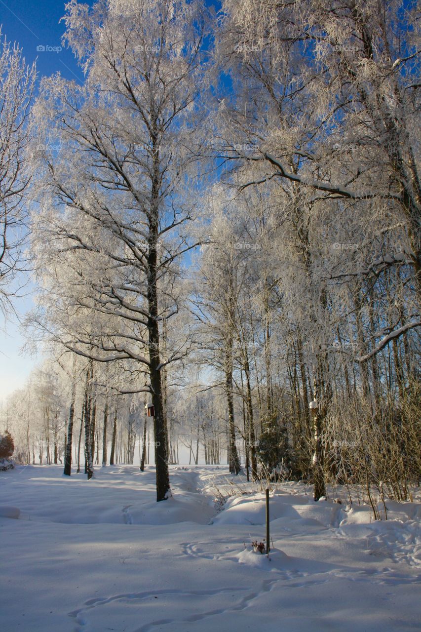 Winter magical forest