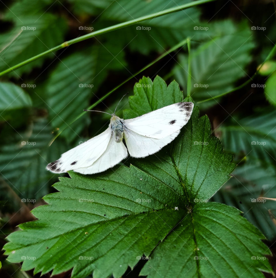 A white butterfly in the strawberry garden