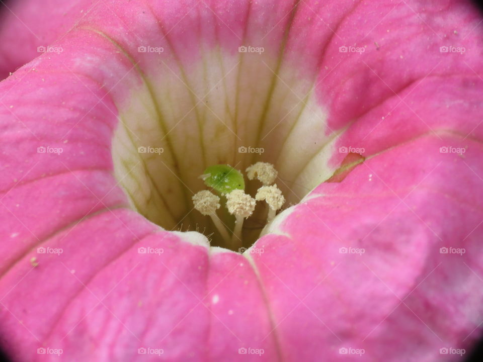 Flower close-up