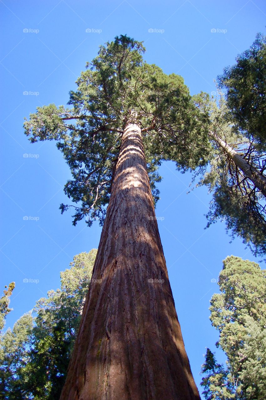 Giant Redwood Treetop