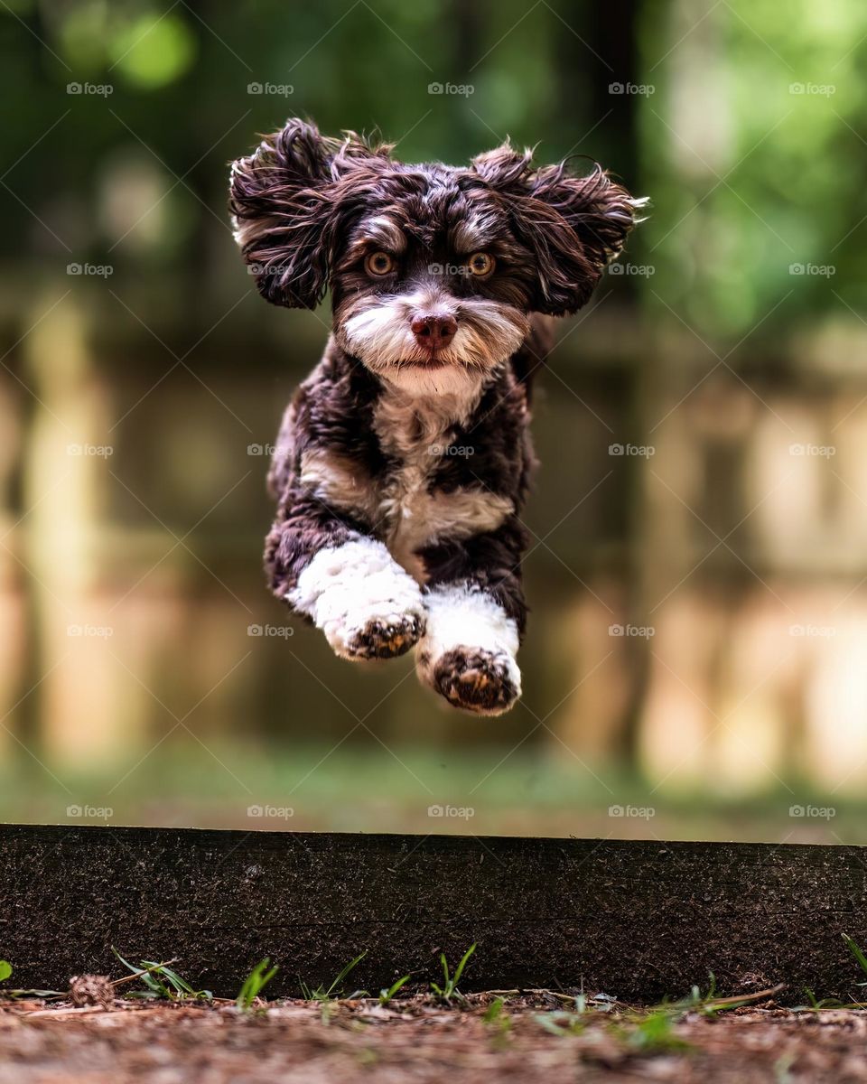 A little canine with big zest. Havanese puppy. 