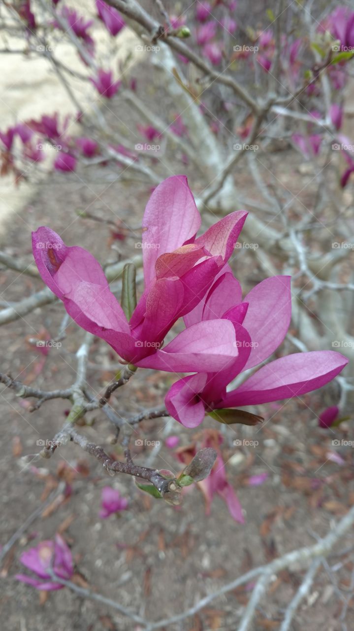 Flower, Nature, Flora, Garden, Leaf