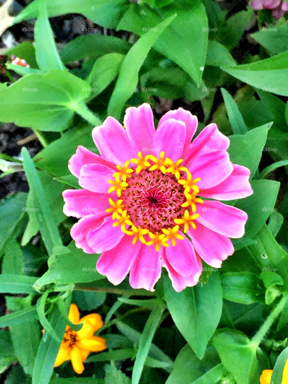 Pink zinnia