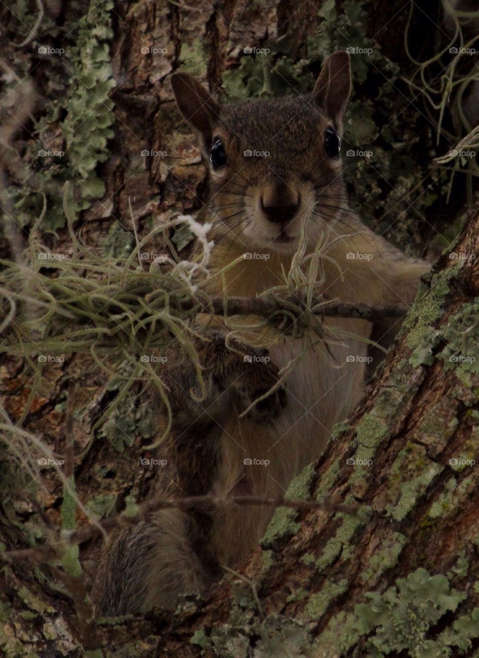 Squirrel Peering Through Tree Branch