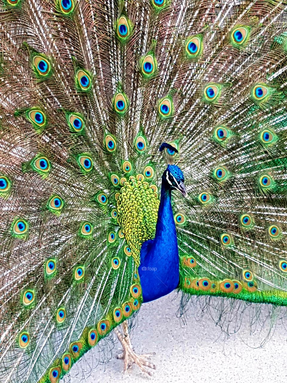 Peacock showing his feathers