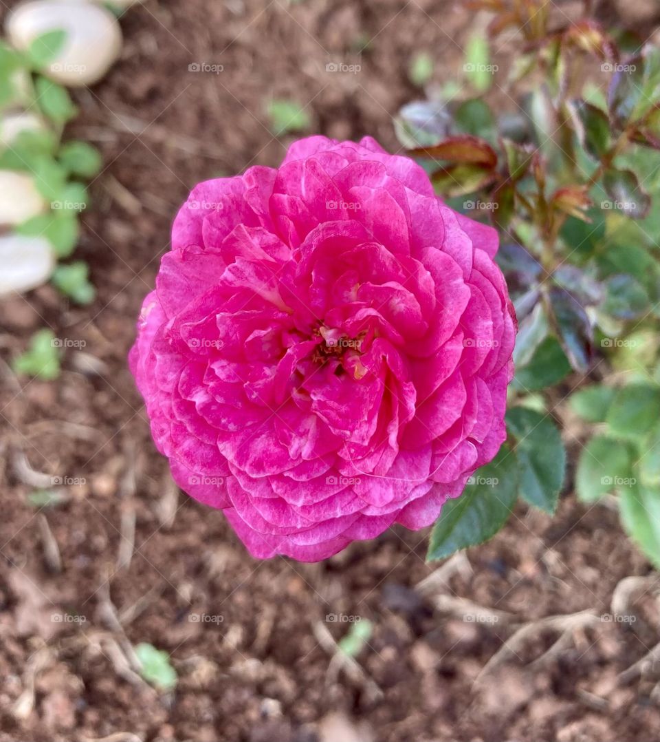 🌹 🇺🇸 Very beautiful flowers to brighten our day.  Live nature and its beauty. Did you like the delicate petals? / 🇧🇷 Flores muito bonitas para alegrar nosso dia. Viva a natureza e sua beleza. Gostaram das pétalas delicadas? 