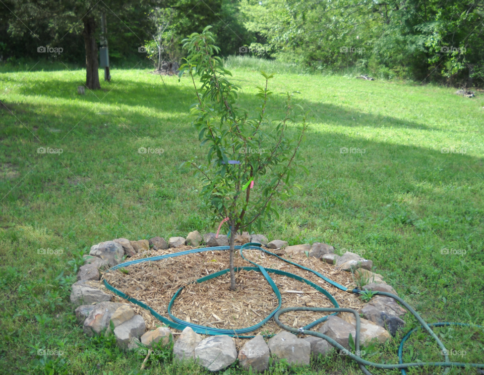 Fruit Tree Sapling. Oechard beginnings