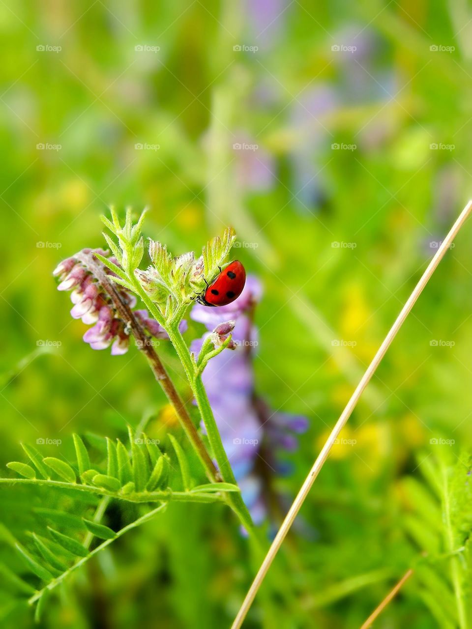 lady bug