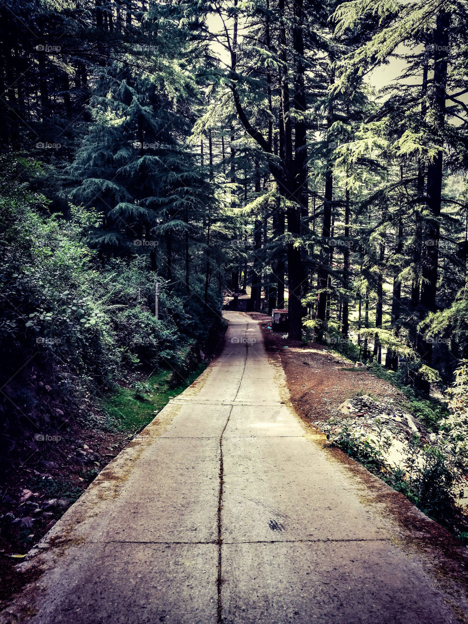 Road in the mountains and jungle