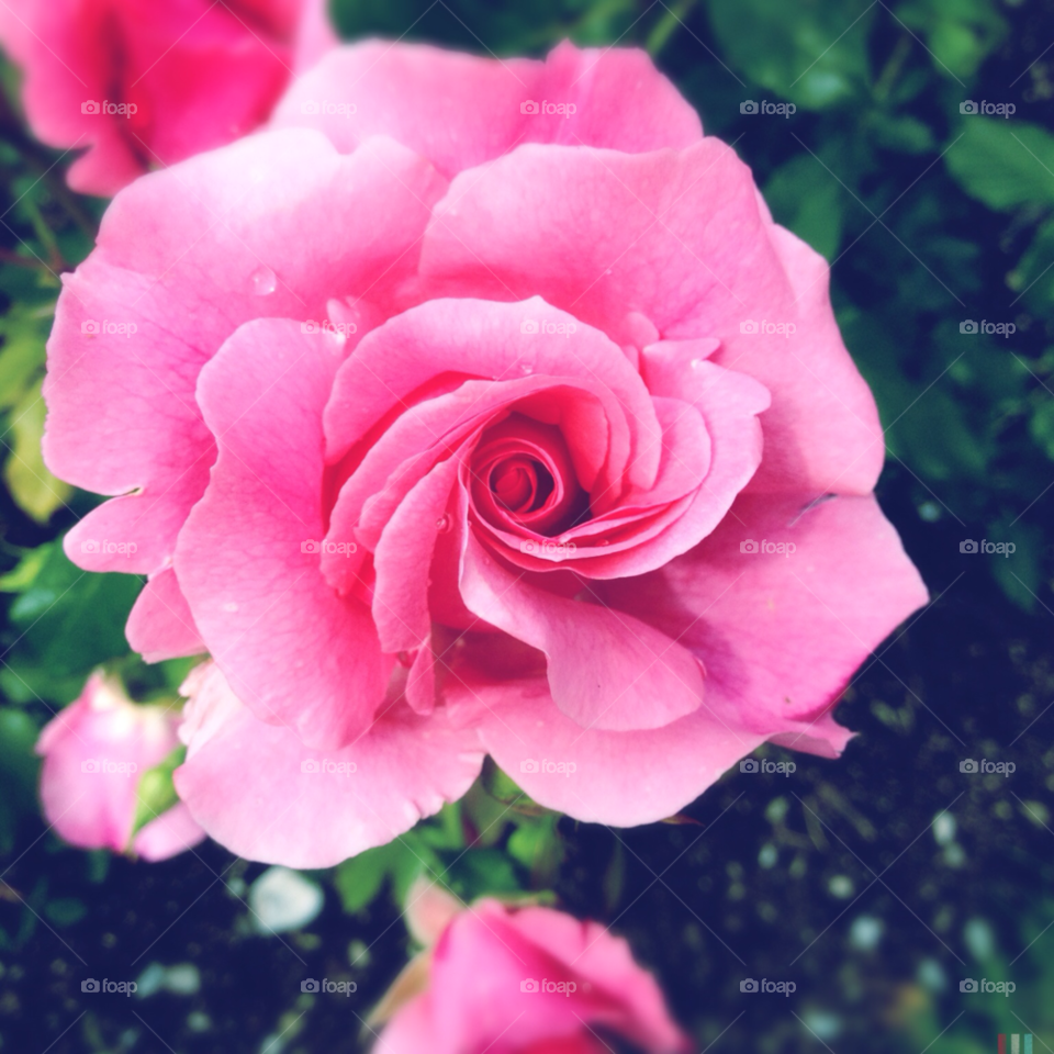 garden pink flower summer by rauknrolla