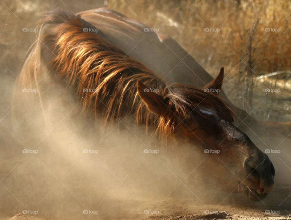 Wild Horse Taking Dust Bath