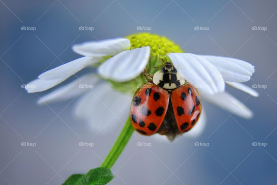 Ladybug on chamomile 