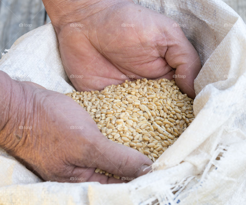 A man's hands scoop up grains of wheat from a bag.